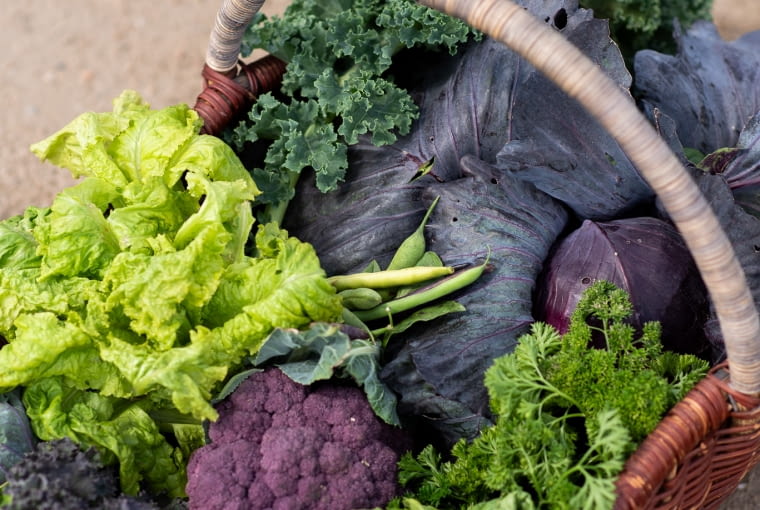 Koszyk warzyw Koszyk warzyw