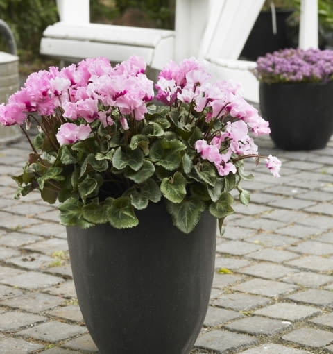 Cyklameny - kwiaty doniczkowe kwitnące jesienią