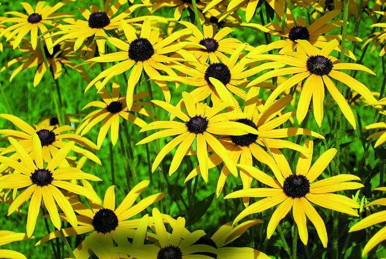RUDBEKIA BŁYSKOTLIWA RUDBEKIA BŁYSKOTLIWA