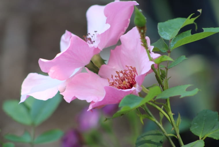 Róża 'Dainty Bess' Róża 'Dainty Bess'