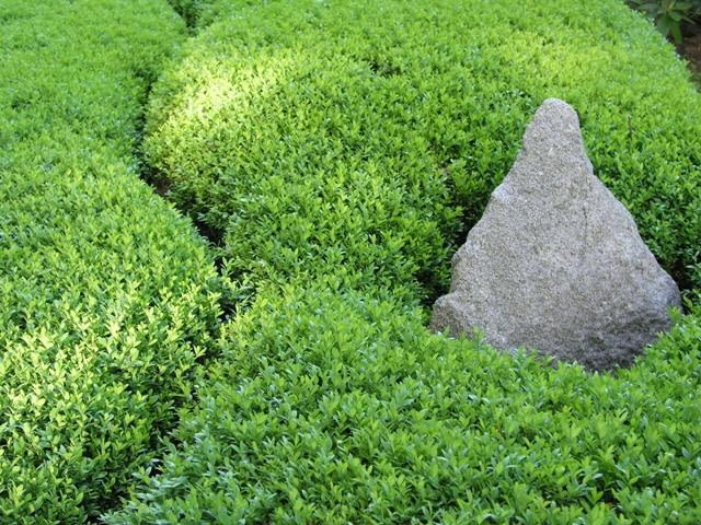 Bukszpan wieczniezielony (Buxus sempervirens) Bukszpan wieczniezielony (Buxus sempervirens)
