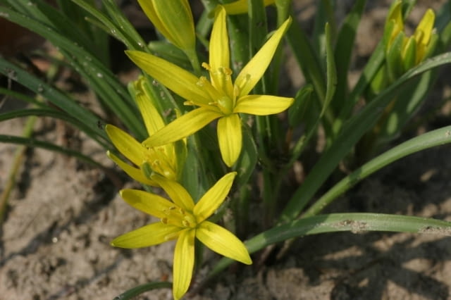 ZLOC ZOLTA ROSLINA CEBULOWA GAGEA LUTEA WIOSNA FOT. WIESLAW GAWRYS PUBLIKACJA KWIETNIK NR 2 (134) - 2.2006