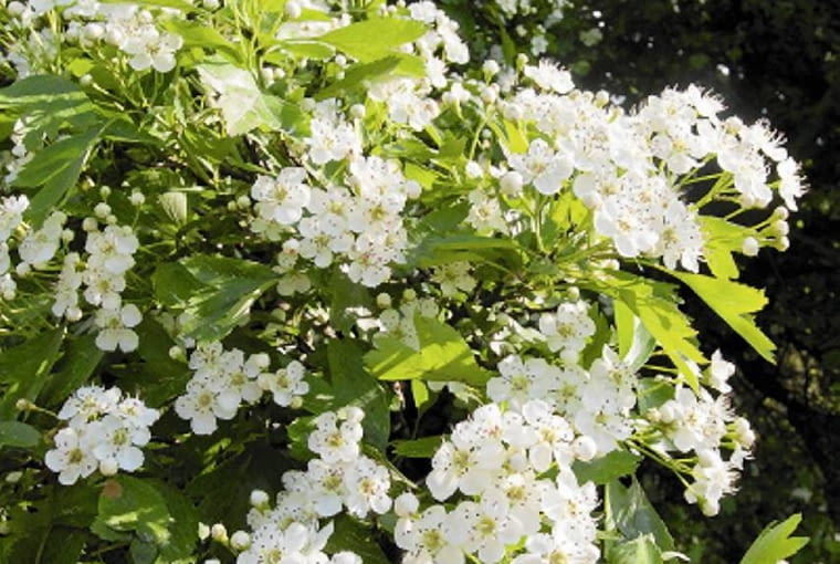 Nasz rodzimy gatunek głóg jednoszyjkowy (Crataegus monogyna) zakwita na przełomie maja i czerwca na biało Nasz rodzimy gatunek głóg jednoszyjkowy (Crataegus monogyna) zakwita na przełomie maja i czerwca na biało