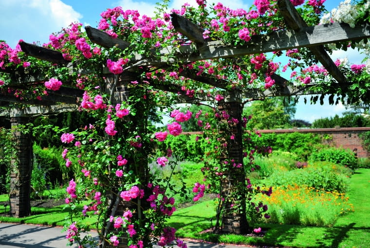 Obsadzanie pergoli to świetny sposób na prostą, lecz efektowną ozdobę ogrodu. Jeśli chcemy w krótkim czasie osiągnąć ładny efekt, najlepiej wybrać szybko rosnące rośliny