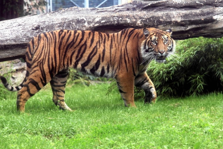 Tygrys w zoo Wrocław 24.06.2015 Wroclaw . Samica tygrysa Bengalskiego o imieniu Nuri poraz pierwszy na wybiegu Wroclawskiego Ogrodu Zoologicznego . fot. Mieczysław Michalak / Agencja Gazeta SLOWA KLUCZOWE: ZOO