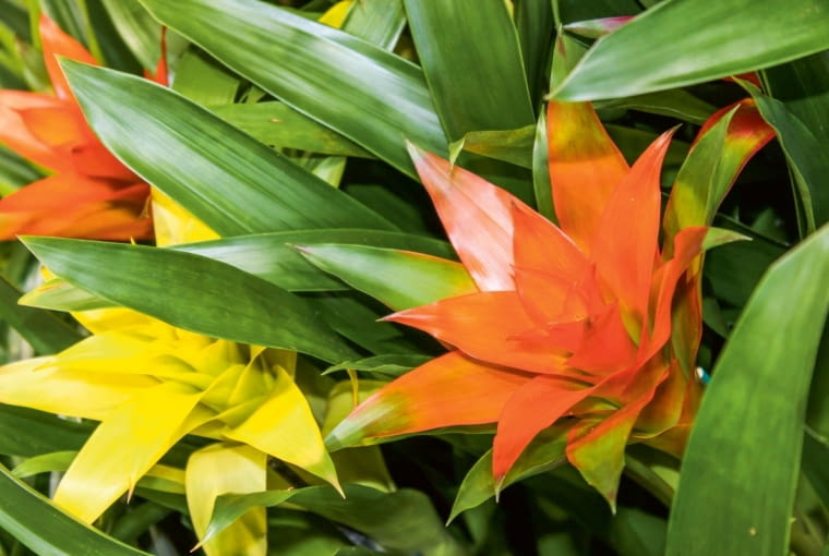 Guzmania (Guzmania)