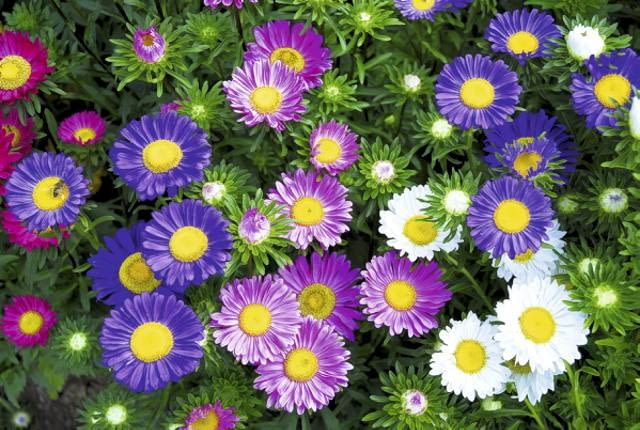 Aster chiński (Callistephus chinensis)