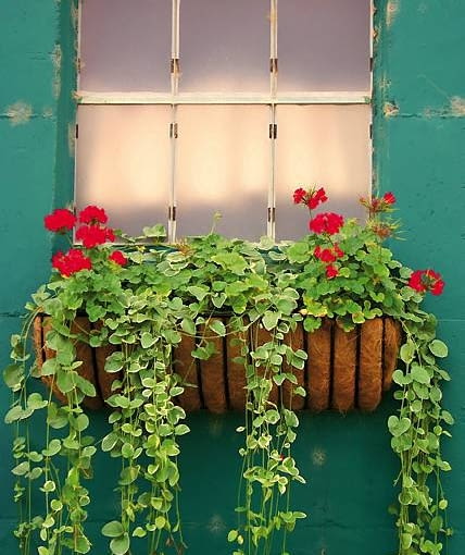 Plektrantus koleusowaty. Jego pędy zwieszają się na długość około 1,5 m. Roślina mocno się krzewi Plektrantus koleusowaty. Jego pędy zwieszają się na długość około 1,5 m. Roślina mocno się krzewi