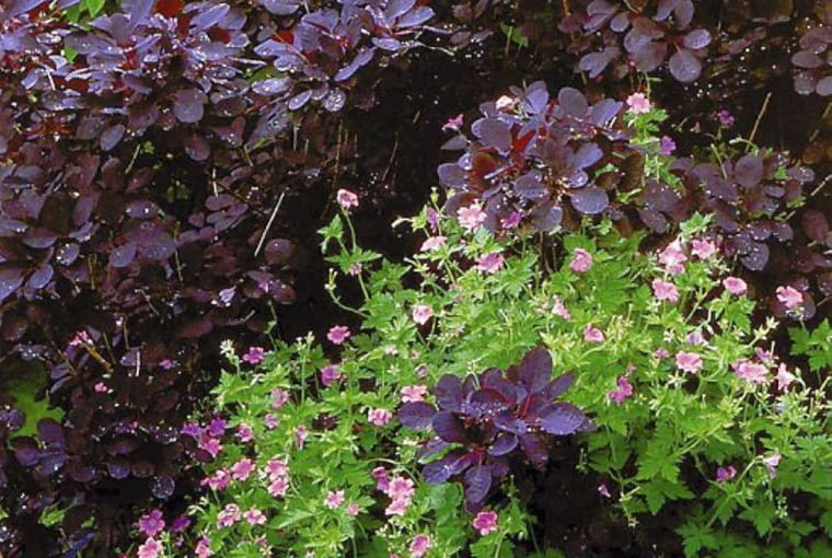 Perukowiec 'Royal Purple' przez cały sezon na purpurowe liście ONE TIME USE ONLY DO JEDNORAZOWEGO UZYCIA KOMPOZYCJA RABATA PERUKOWIEC PODOLSKI COTINUS COGGYGRIA ODMIANA ROYAL PURPLE KRZEW LISCIASTY BODZISZEK GERANIUM ODMIANA CLARIDGE DRUCE BYLINA FOT. ANDREW LAWSON ENCYKLOPEDIA KOMPOZYCJI OGRODOWYCH WYDAWNICTWO GALAKTYKA PUBLIKACJA OGRODY NR 5 (61) - 5.2004 SLOWA KLUCZOWE: KWIATY ROSLINY