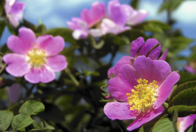 Róża dzika kwitnie obficie w maju i czerwcu
