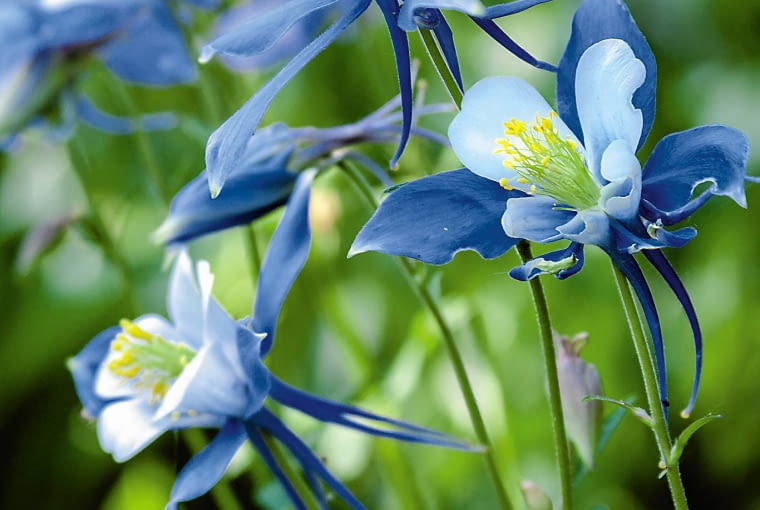 Orlik błękitny 'Blue an White' Orlik błękitny 'Blue an White'