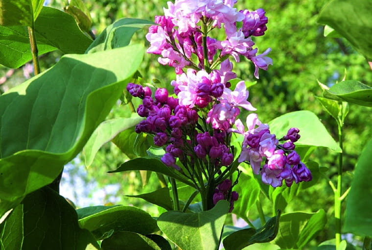 Jeden z młodych pędów w 1. roku po okulizacji zakwitł.