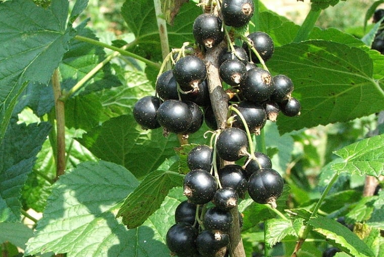 Porzeczka czarna Wikimedia Commons