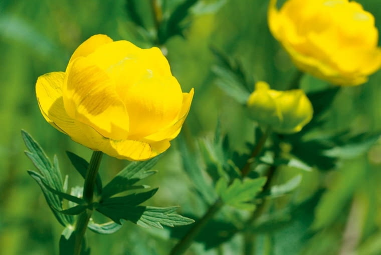 Pełnik europejski Pełnik europejski