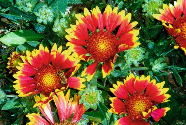 Gailardia oścista Gailardia oścista