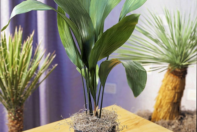 Aspidistra wyniosła 01A95ESJ; Aspidistra Elatior SLOWA KLUCZOWE: