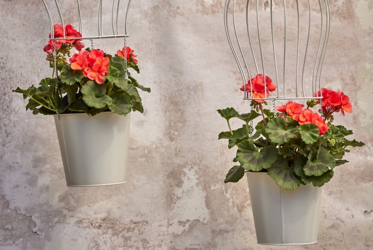 Pelargonia w donicy Pelargonia w donicy