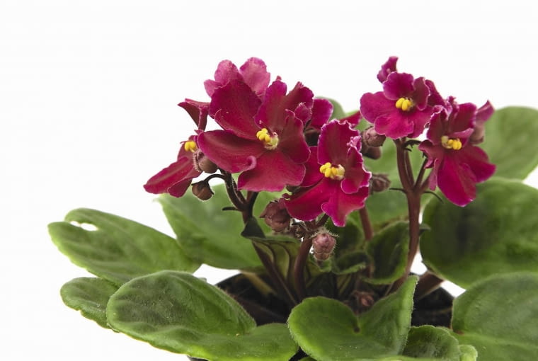 Fiołek afrykański 'Red Velvet' Fiołek afrykański 'Red Velvet'