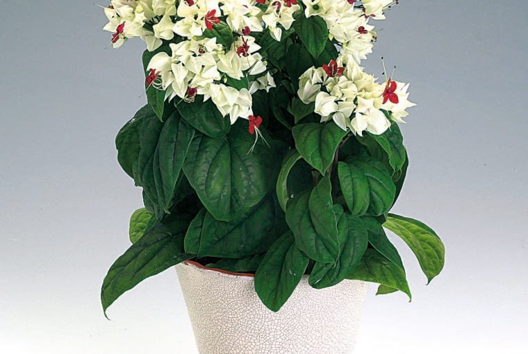 Szczęślin Thomsona łatwo zakwita w domu. Szczęślin Thomsona łatwo zakwita w domu.