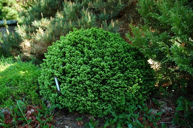 Świerk pospolity 'Little Gem' Świerk pospolity 'Little Gem'