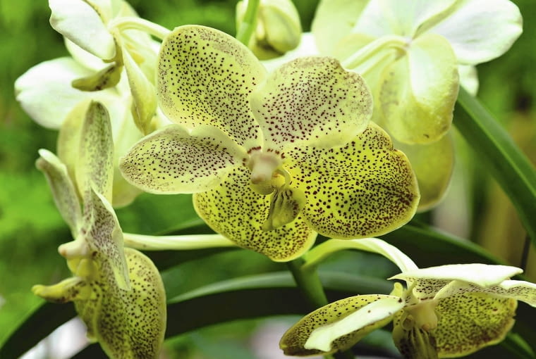 Wanda - mieszaniec wielogatunkowy.