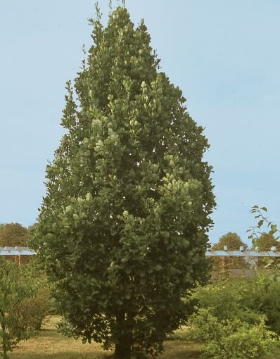 Dab 'Monument'(Quercus 'Monument') Dab 'Monument'(Quercus 'Monument')