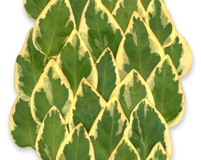 Shutterstock/VICTOR TORRES