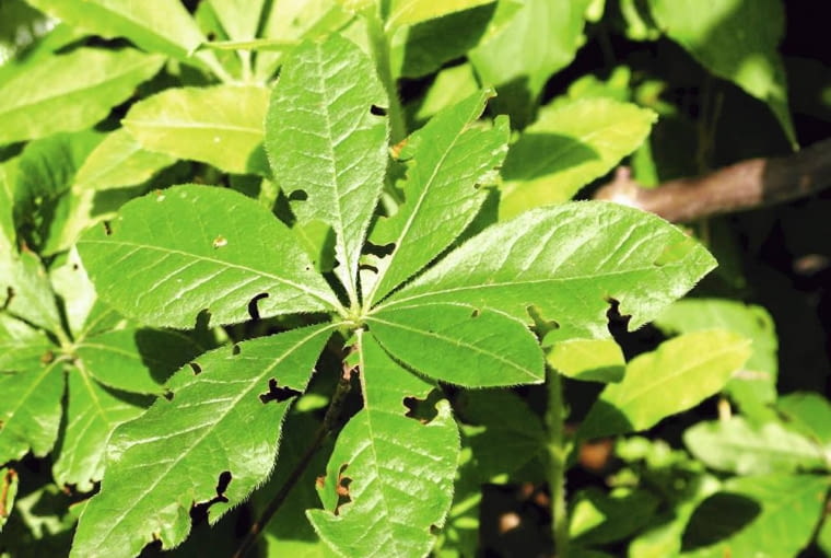 Chrząszcz opuchlak truskawkowca zjada liście azalii