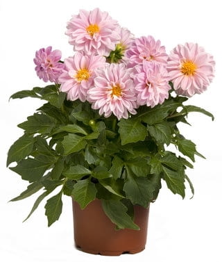 Dalia 'Dahlietta Amy' Dalia 'Dahlietta Amy'