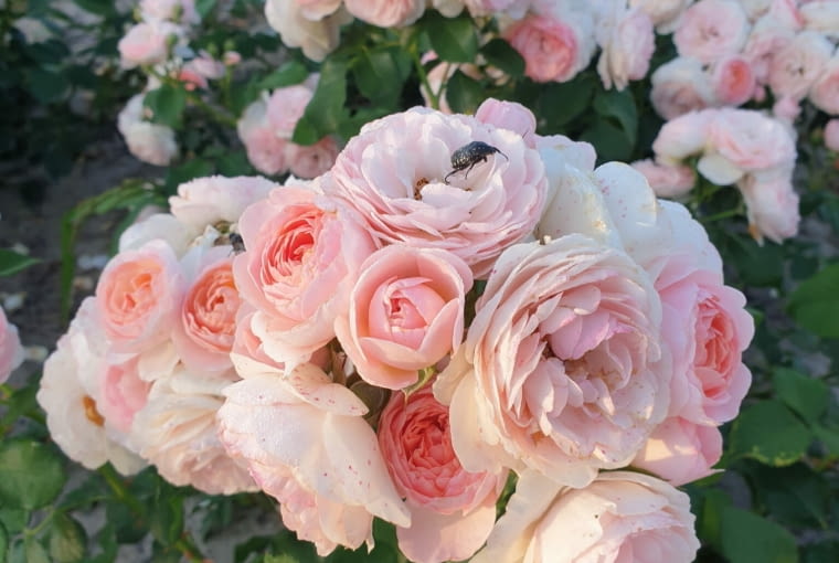 Różą ‘Hermiona’ Różą ‘Hermiona’