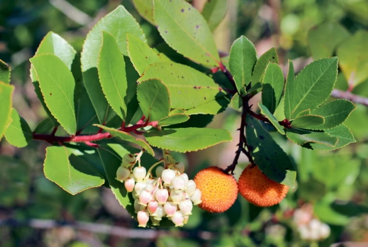 W gronach rozwija się nawet do pięćdziesięciu białawych kwiatów, ale zawiązuje się z nich nie więcej niż 10 owoców. W gronach rozwija się nawet do pięćdziesięciu białawych kwiatów, ale zawiązuje się z nich nie więcej niż 10 owoców.