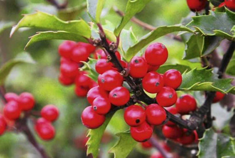 Ostrokrzew Meservy Ostrokrzew Meservy