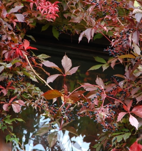 Winobluszcz pięciolistkowy odmiana murowa (Parthenocissus quinquefolia var. murorum) Winobluszcz pięciolistkowy odmiana murowa (Parthenocissus quinquefolia var. murorum)