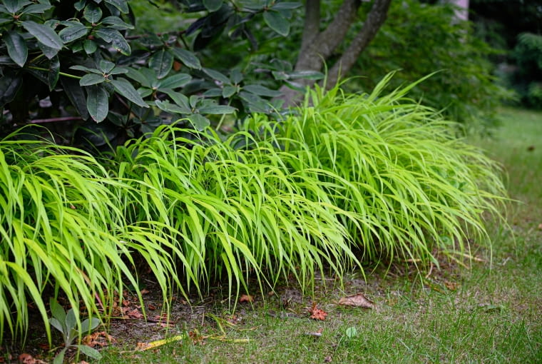 Hakonechloa macra 'Sunflare' PBR Hakonechloa macra 'Sunflare' PBR