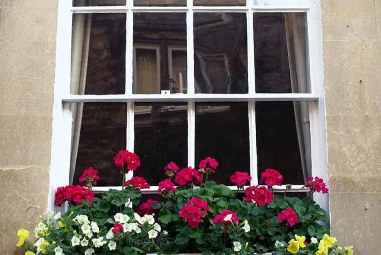 kompozycja na balkon. Ciemnoróżowe pelargonie, białe surfinie i żółte bratki. Kompozycja na słońce i do półcienia.