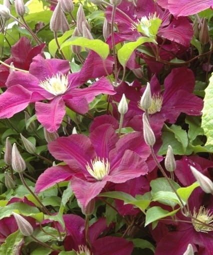 Powojnik (Clematis) 'Warszawska Nike' Powojnik (Clematis) 'Warszawska Nike'