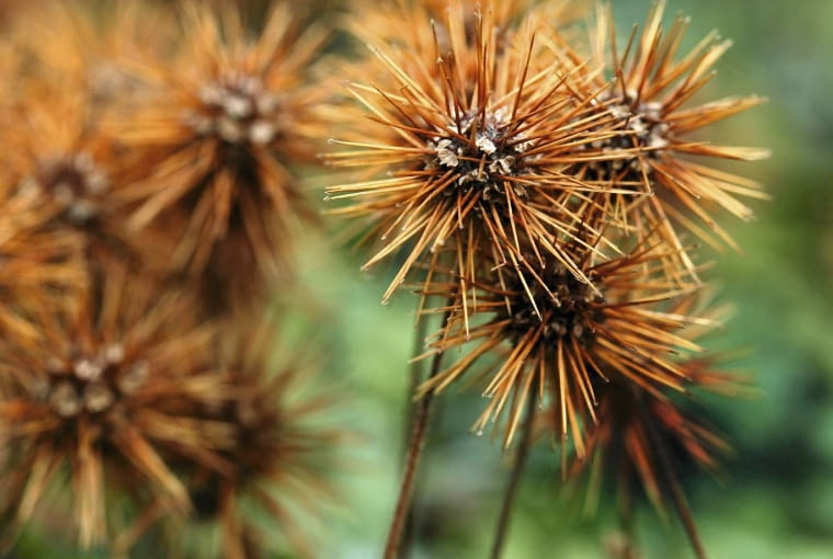 Acena drobnolistna 'Monstrosum' Acena drobnolistna 'Monstrosum'