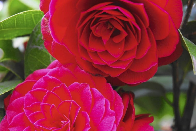 Camellia reticulata hybrid 'Black Lace' SLOWA KLUCZOWE: camellias japonica shrubs small trees focus flowers japan rose winter flowers ornamental