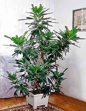 Rzadko komu udaje się dochować takiego okazu krotonu jak ten należący do pana Mieczysława Wilkowicza z Lubartowa.