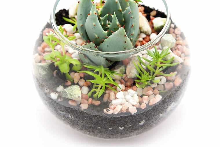 ogródek w szkle ogródek w szkle