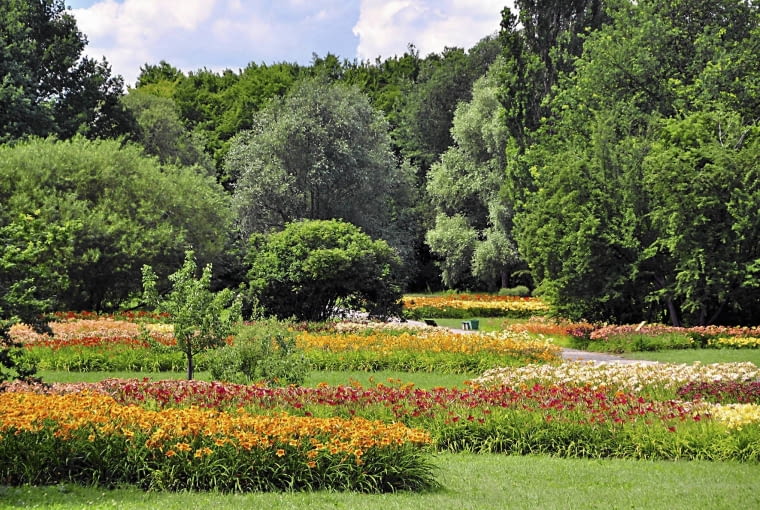 Kolekcja liliowców wije się przez arboretum jak barwny wąż. Kolekcja liliowców wije się przez arboretum jak barwny wąż.