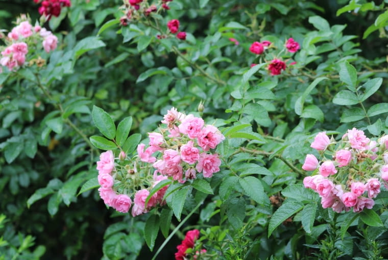 Róża goździkowa ‘Pink Grootendorst’ Róża goździkowa ‘Pink Grootendorst’