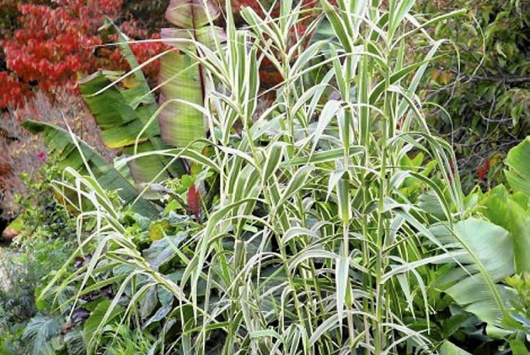 Mozga trzcinowata 'Picta' (Phalaris arundinacea) OGROD , TRAWA OZDOBNA - MOZGA TRZCINOWATA ( PHALARIS ARUNDINACEA ) FOT. LILIANNA SOKOLOWSKA PUBLIKACJA KWIETNIK NR 11 (203) - 11 2011 SLOWA KLUCZOWE: ROSLINA TRAWA OGROD XNO ZDJĘCIE DO WKŁADKI: PUBLIKACJA KWIETNIK NR 11 (203) - CZASOPISMA