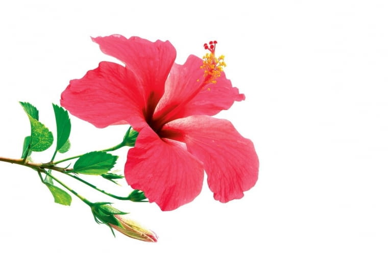 Hibiscus. Typ pogodny,często wręcz niepoprawny optymista, wierzący w siłę nowych technologii. Chętnie testuje w swoim domu i ogrodzie nowinki. Lubi sadzić modne odmiany roślin i nie poddaje się, gdy coś mu się nie uda. Kocha podróże. Ma łatwość nawiązywania znajomości. Jego żywiołem są dyskusje w których używa nieoczywistych argumentów. Kiedy zdarzy mu się zranić partnera, z wdziękiem naprawia swój błąd, lecz wkrótce wszystko zaczyna od nowa.