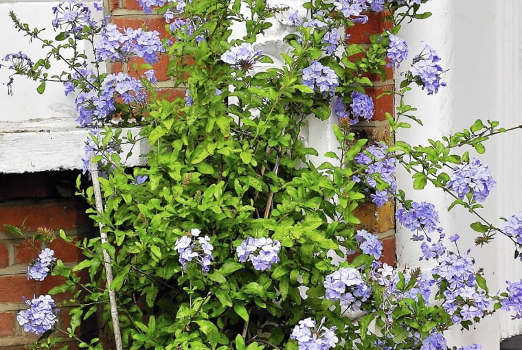 Ołownik (Plumbago) Ołownik (Plumbago)