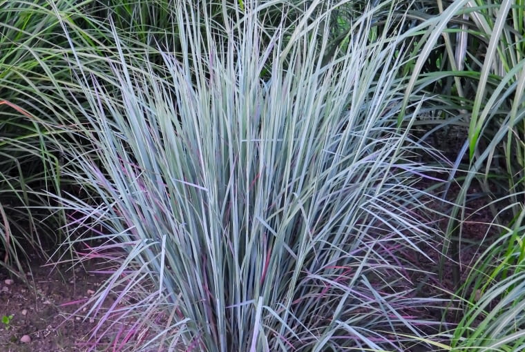 Schizachyrium scoparium 'Standing Ovation' PBR Schizachyrium scoparium 'Standing Ovation' PBR