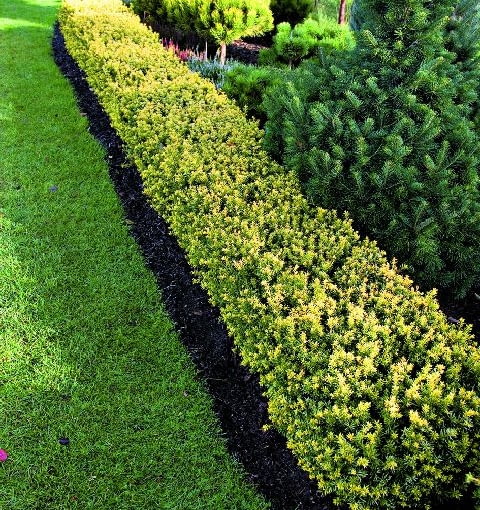 Cisy osiągają wysokość 3 metrów. Lubią miejsca zacienione ale również w pełni nasłonecznione cis,żywopłot,iglaki,rośliny ogrodowe,w ogrodzie,ogród