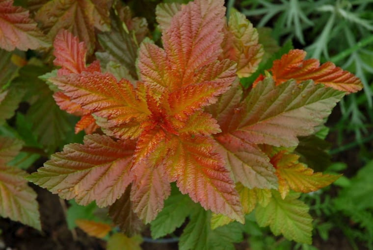 PECHERZNICA KALINOLISTNA ' DIABLE D'OR ' ROSLINA KRZEW PECHERZNICA KALINOLISTNA ' DIABLE D'OR '