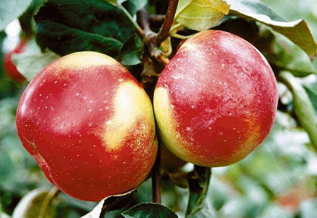 JABLKO ODMIANA WITOS JABLON MALUS OWOC FOT. GRZEGORZ HODUN ODBITKA PUBLIKACJA KWIETNIK NR 10 (118) - 10.2004 PUBLIKACJA KWIETNIK NR 10 (118) - 10.2004