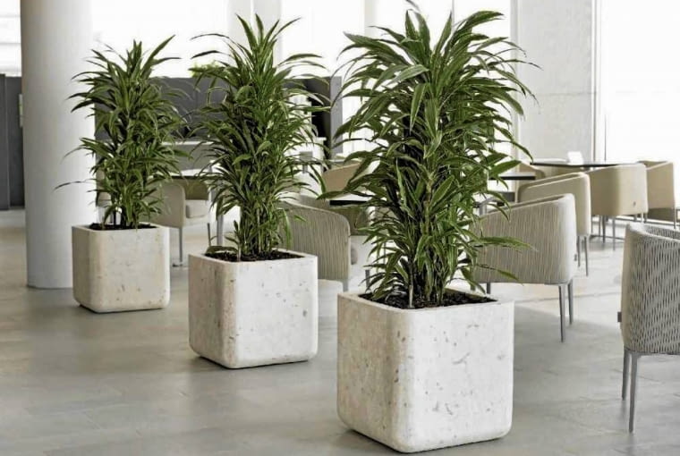 Dracena Dracena